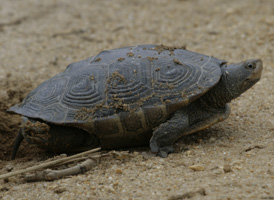 Diamond-backed Terrapin